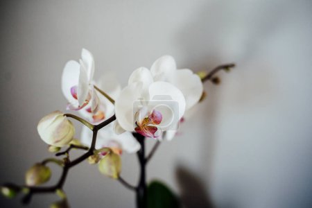 Photo for Bright White Orchid in Front of Gray Wall - Royalty Free Image