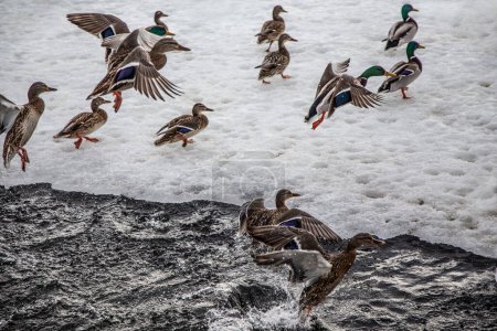 Téléchargez les photos : Canards décollent de l'eau - en image libre de droit