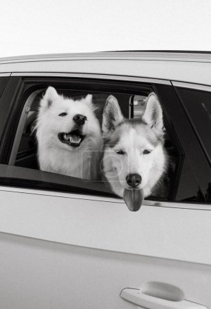 Foto de Husky perros en viaje por carretera - Imagen libre de derechos