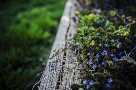 Foto de Pequeñas flores silvestres púrpuras en Planter Box en Yard - Imagen libre de derechos