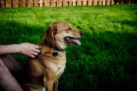 Photo for Medium Brown Dog Being Pet by Man in Grassy Backyard - Royalty Free Image