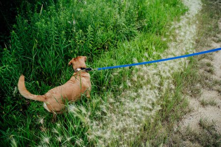 Téléchargez les photos : Medium Brown Dog Pulling Off Path into Green Meadow - en image libre de droit