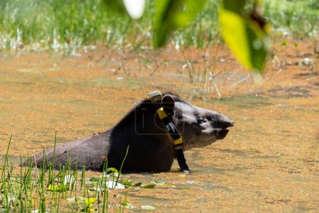 Foto de Tapir (Tapirus terrestris) con collar de rastreo GPS dentro del lago en el paisaje de la selva tropical, estado de Río de Janeiro, Brasil - Imagen libre de derechos