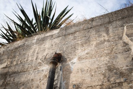 Téléchargez les photos : Yucca and Pipe in cement wall at fort de soto florida - en image libre de droit