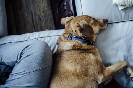 Foto de Perro marrón mediano descansando acurrucado en un sofá gris junto a la pierna de la mujer - Imagen libre de derechos