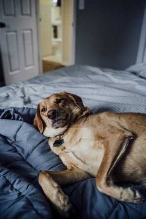 Photo for Medium Brown Dog Lying on Gray Bed Wanting Belly Rubs - Royalty Free Image