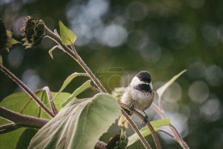 Photo for Black-Capped Chickadee and sunflowers located in Pittsfield, MA U.S.A - Royalty Free Image