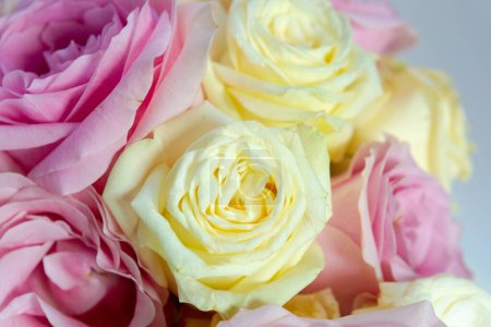 Téléchargez les photos : Roses jaunes et roses - en image libre de droit