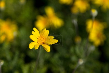 Téléchargez les photos : Une petite fleur jaune aux feuilles vertes - en image libre de droit