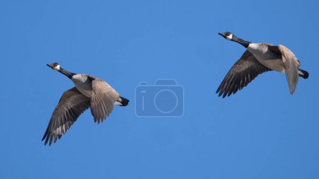 Téléchargez les photos : Two Canada geese in flight. - en image libre de droit