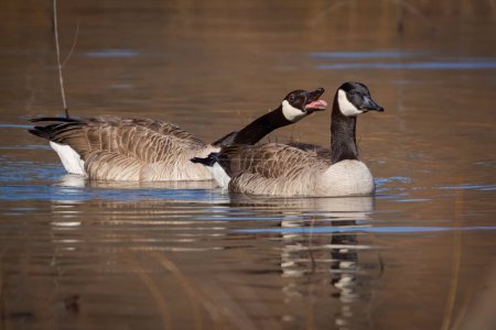 Photo for These geese are doing a little pre-mating behavior and she wants none of it. - Royalty Free Image