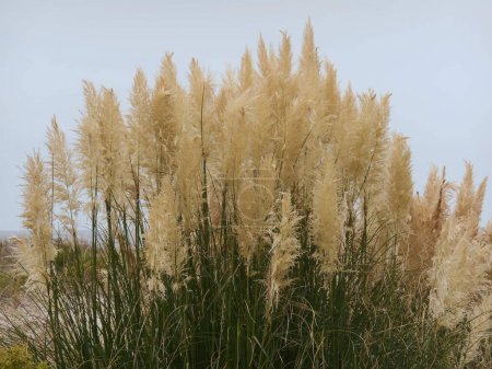 Photo for Dune grass swaying in the wind - Royalty Free Image