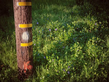 Foto de Telephone pole with three yellow lines in grass field - Imagen libre de derechos