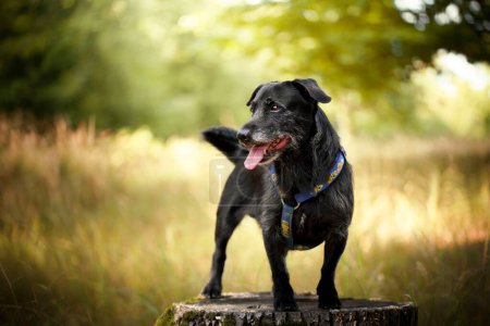 Téléchargez les photos : Un chien plus âgé se promène dans les bois au printemps. - en image libre de droit