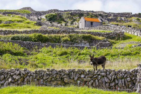 Photo for Donkey among hand stacked stone fence in Ireland - Royalty Free Image