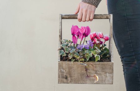 Photo for Spring floral composition with bright cyclamen - Royalty Free Image