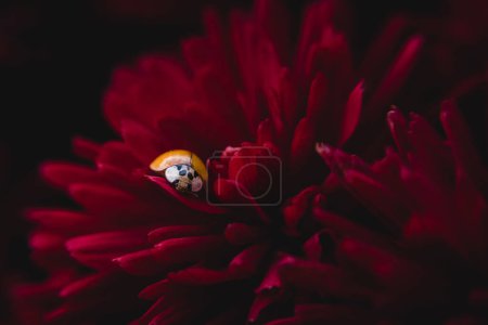 Photo for Ladybug Nestled Within Red Fall Mum - Royalty Free Image