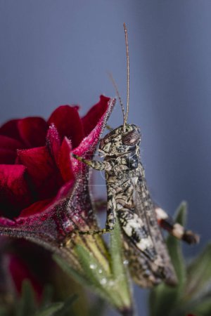 Foto de Close Up of Grasshopper on Red Flower - Imagen libre de derechos