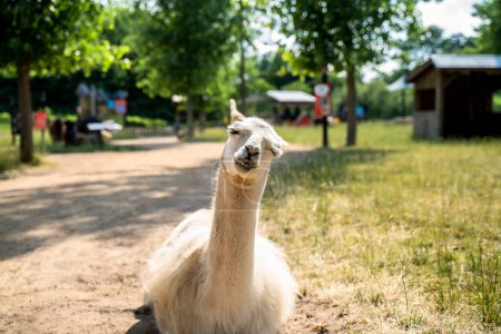 Foto de Smiling Llama Sitting on Dirt Path at Festival in Summer - Imagen libre de derechos
