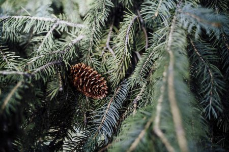 Photo for Single Brown Pinecone Amongst Beautiful Evergreen Tree Branches - Royalty Free Image