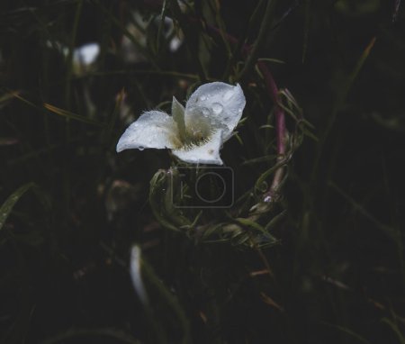 Foto de A flower with rain drops - Imagen libre de derechos