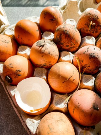 Photo for Farm eggs and shells in a tray - Royalty Free Image
