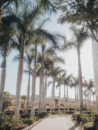 Téléchargez les photos : Rangée de palmiers sur une route - en image libre de droit