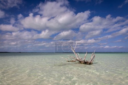 Téléchargez les photos : The iconic Lone Tree in Harbour Island, Bahamas. - en image libre de droit