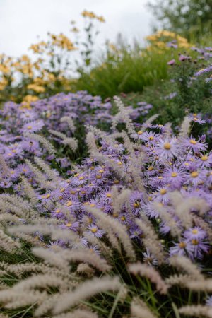 Téléchargez les photos : Close up of purple wildflowers surrounded by wheat and yellow plants - en image libre de droit