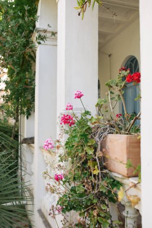 Téléchargez les photos : Potted Pink and Red Geranium on White Porch in Costa Brava Spain - en image libre de droit