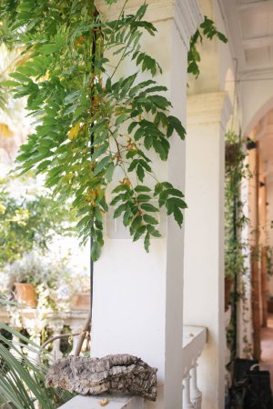 Foto de Plants Growing Against Column on White Front Porch in Costa Brav - Imagen libre de derechos