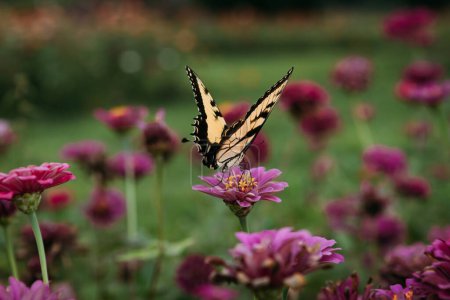 Téléchargez les photos : Zinnias pollinisatrices du papillon à queue d'hirondelle jaune dans le champ de fleurs - en image libre de droit