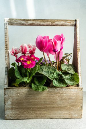 Téléchargez les photos : Composition florale printanière avec des fleurs de cyclamen brillantes dans le pot - en image libre de droit