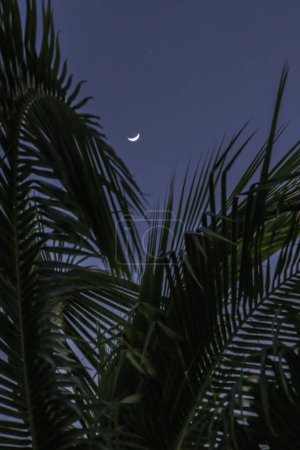 Foto de Salida de la luna detrás de una palmera en Harbour Island, Bahamas. - Imagen libre de derechos