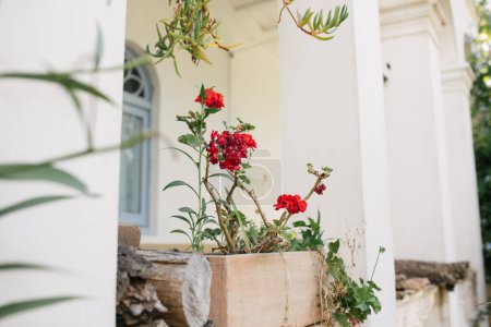 Téléchargez les photos : Red Geranium Potted on White Porch in Costa Brava Spain - en image libre de droit