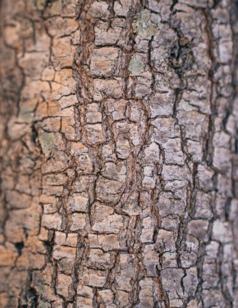 Téléchargez les photos : Texture gros plan arbre bois nature - en image libre de droit
