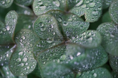 Foto de Four-leaf clover covered with water drops - Imagen libre de derechos