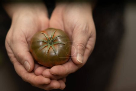 Téléchargez les photos : Femme tenant une tomate dans ses mains - en image libre de droit