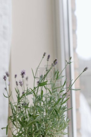 Téléchargez les photos : Indoor purple English lavender plant - en image libre de droit