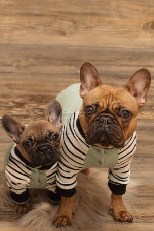 Photo for Mother and baby French Bulldog photoshoot being cute barnwood backdrop - Royalty Free Image