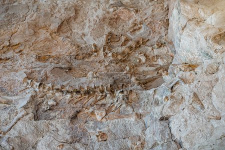 Foto de Dinosaur bone fossils partly excavated in rock wall - Imagen libre de derechos