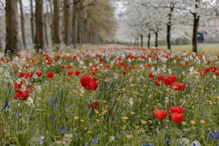 Téléchargez les photos : Red spring tulips with wild flowers between a row of trees - en image libre de droit