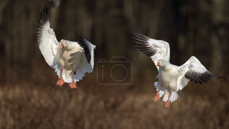 Foto de Two snow geese coming in for a landing at Middle Creek. - Imagen libre de derechos