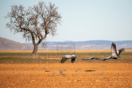 Photo for Cranes near tree in Gallocanta - Royalty Free Image
