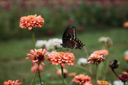 Butterfly sitting on zinnia in flower field