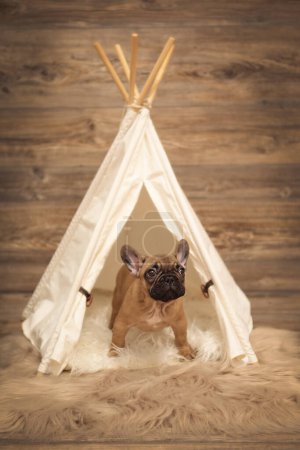 Chiot français Bulldog photoshoot étant mignon dans la tente