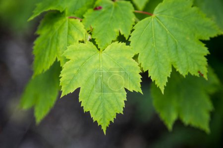 Foto de A maple leaf in spring - Imagen libre de derechos