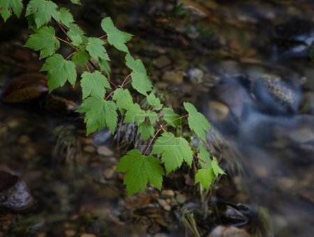 Mountain maple leaves above a mountain creek