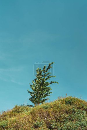 Photo for Pine tree on the beach blue sky green - Royalty Free Image