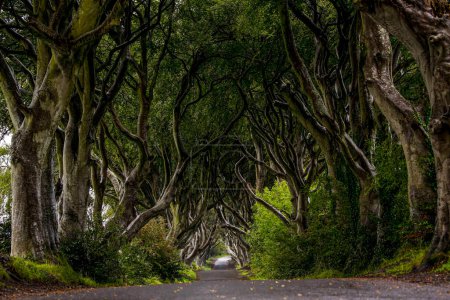 Photo for The Dark Hedges, an avenue of beech trees along Bregagh Road between Armoy and Stranocum in County Antrim, Northern Ireland. - Royalty Free Image